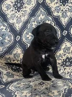 Chloe, a female Great Dane for sale in Bloomingburg, OH – 6 of 8