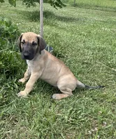 Black Mask Fawn, a male Great Dane for sale in Bloomingburg, OH – 4 of 5