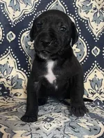 Emily, a female Great Dane for sale in Bloomingburg, OH – 3 of 8