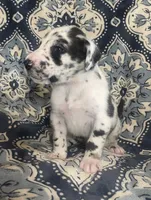 Harlequin Male, a male Great Dane for sale in Bloomingburg, OH – 8 of 10