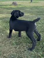 Chloe, a female Great Dane for sale in Bloomingburg, OH – 6 of 6