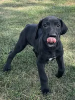 Chloe, a female Great Dane for sale in Bloomingburg, OH – 2 of 6