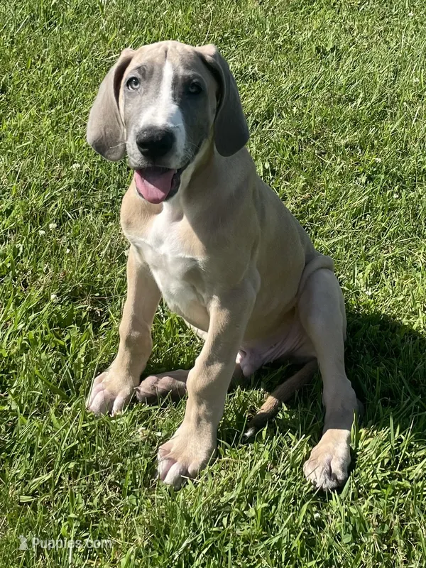 Colt – Great Dane puppy for sale in Bloomingburg, OH