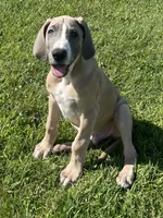 Colt, a male Great Dane for sale in Bloomingburg, OH – 1 of 8