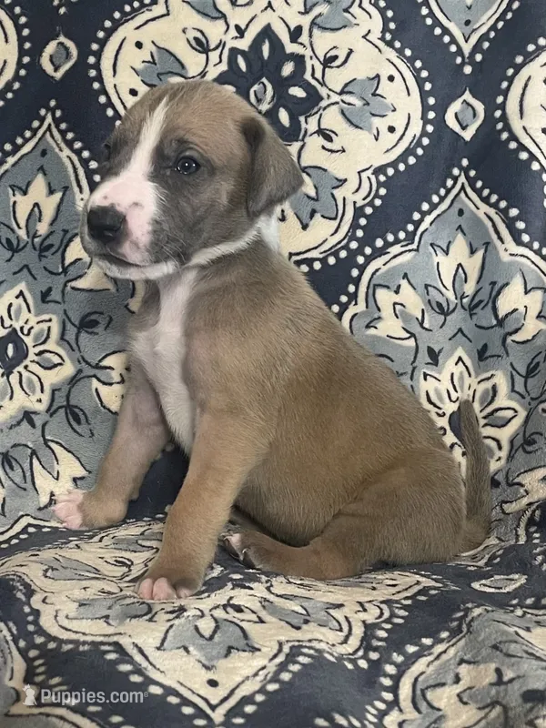 Blue Fawn Tuxedo – Great Dane puppy for sale in Bloomingburg, OH