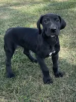 Chloe, a female Great Dane for sale in Bloomingburg, OH – 3 of 6