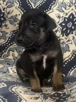 Black and Tan, a male Great Dane for sale in Bloomingburg, OH – 3 of 10
