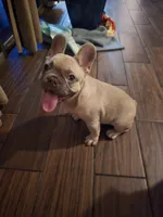 Dory, a female French Bulldog for sale in Dothan, AL – 10 of 10