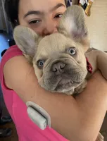 LEONARDO (NOT FOR SALE) STUD, a male French Bulldog for sale in Dothan, AL – 3 of 4