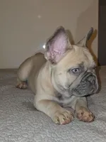 Meribel, a female French Bulldog for sale in Panama City Beach, FL – Photo 3 of 3