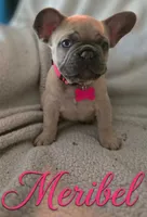 Meribel, a female French Bulldog for sale in Panama City Beach, FL – Photo 2 of 3
