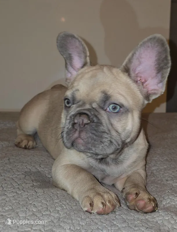 Meribel – French Bulldog puppy for sale in Panama City Beach, FL