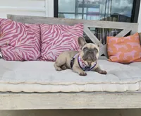 Dory, a female French Bulldog for sale in Dothan, AL – 3 of 10