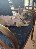 Dolores , a female French Bulldog for sale in Dothan, AL – 7 of 7