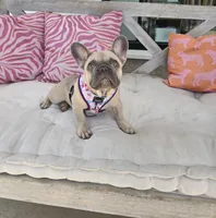 Dory, a female French Bulldog for sale in Dothan, AL – 2 of 10