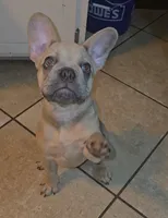 Luisa, a female French Bulldog for sale in Dothan, AL – 2 of 7