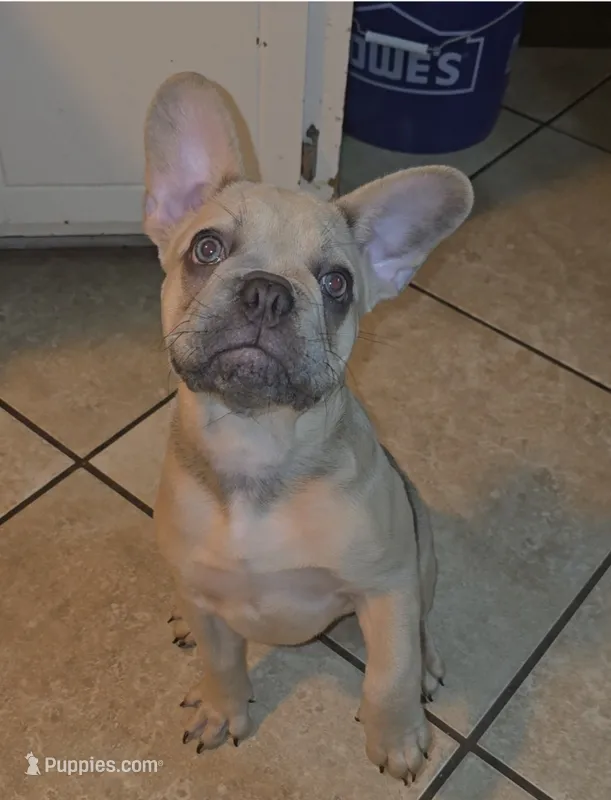 Luisa – French Bulldog puppy for sale in Dothan, AL