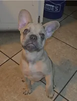Luisa, a female French Bulldog for sale in Dothan, AL – 1 of 7