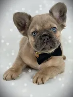 LEONARDO (NOT FOR SALE) STUD, a male French Bulldog for sale in Dothan, AL – 2 of 4