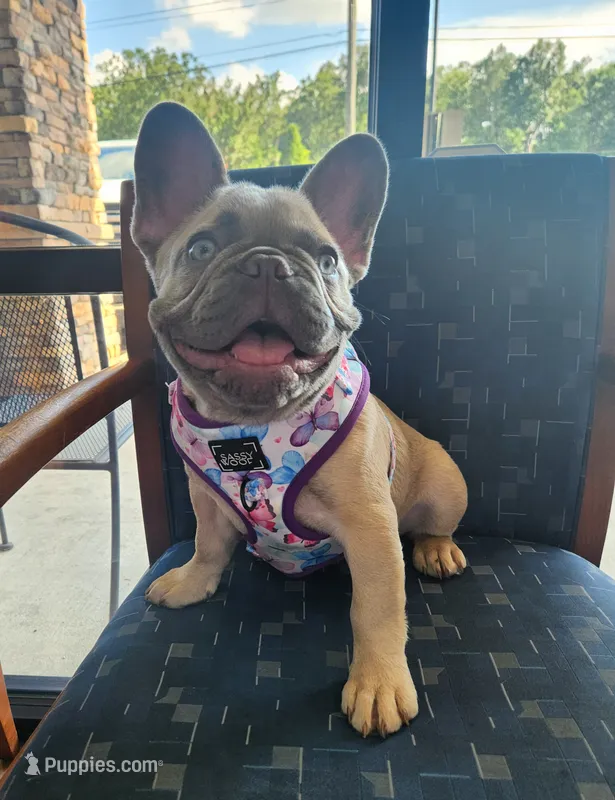 Meribel – French Bulldog puppy for sale in Dothan, AL