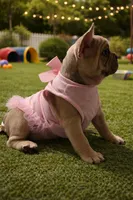 Luisa, a female French Bulldog for sale in Panama City Beach, FL – Photo 4 of 5