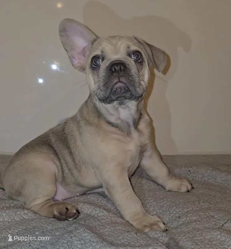 Luisa – French Bulldog puppy for sale in Panama City Beach, FL