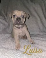 Luisa, a female French Bulldog for sale in Panama City Beach, FL – Photo 3 of 5