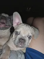 Luisa, a female French Bulldog for sale in Panama City Beach, FL – Photo 5 of 5