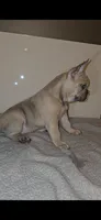 Luisa, a female French Bulldog for sale in Panama City Beach, FL – Photo 2 of 5