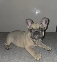 Dolores , a female French Bulldog for sale in Panama City Beach, FL – Photo 3 of 5