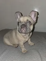 Dolores , a female French Bulldog for sale in Panama City Beach, FL – Photo 4 of 5