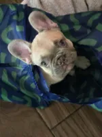 Dolores , a female French Bulldog for sale in Panama City Beach, FL – Photo 5 of 5