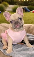 Dolores , a female French Bulldog for sale in Panama City Beach, FL – Photo 1 of 5