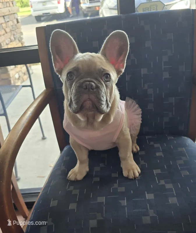 Dolores , a female French Bulldog for sale in Dothan, AL – 1 of 7