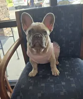 Dolores , a female French Bulldog for sale in Dothan, AL – 1 of 7