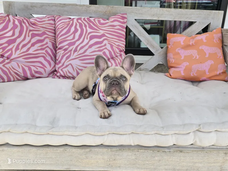 Dolores – French Bulldog puppy for sale in Dothan, AL