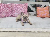 Dory, a female French Bulldog for sale in Dothan, AL – 1 of 10