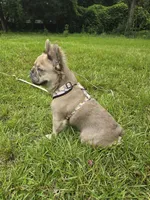 LEONARDO (NOT FOR SALE) STUD, a male French Bulldog for sale in Dothan, AL – 4 of 4