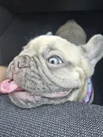 Dory, a female French Bulldog for sale in Dothan, AL – 4 of 10