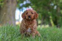 Bonny, a female Goldendoodle for sale in Dundee, OH – 3 of 6