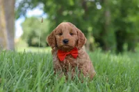Benji, a male Goldendoodle for sale in Dundee, OH – 3 of 7