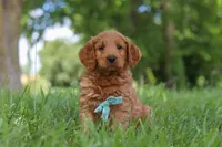 Boaz, a male Goldendoodle for sale in Dundee, OH – 5 of 7