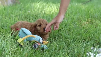 Beauty, a female Goldendoodle for sale in Dundee, OH – 6 of 6