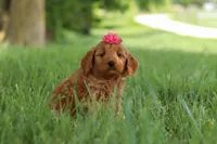 Becky, a female Goldendoodle for sale in Dundee, OH – 3 of 6