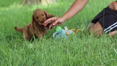 Betsy, a female Goldendoodle for sale in Dundee, OH – 6 of 6