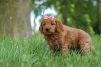 Beauty, a female Goldendoodle for sale in Dundee, OH – 4 of 6