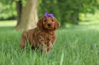 Betsy, a female Goldendoodle for sale in Dundee, OH – 5 of 6