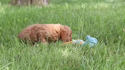 Buddy, a male Goldendoodle for sale in Dundee, OH – 7 of 7