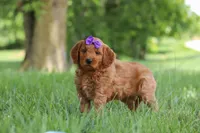 Betsy, a female Goldendoodle for sale in Dundee, OH – 3 of 6