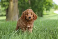 Buddy, a male Goldendoodle for sale in Dundee, OH – 3 of 7